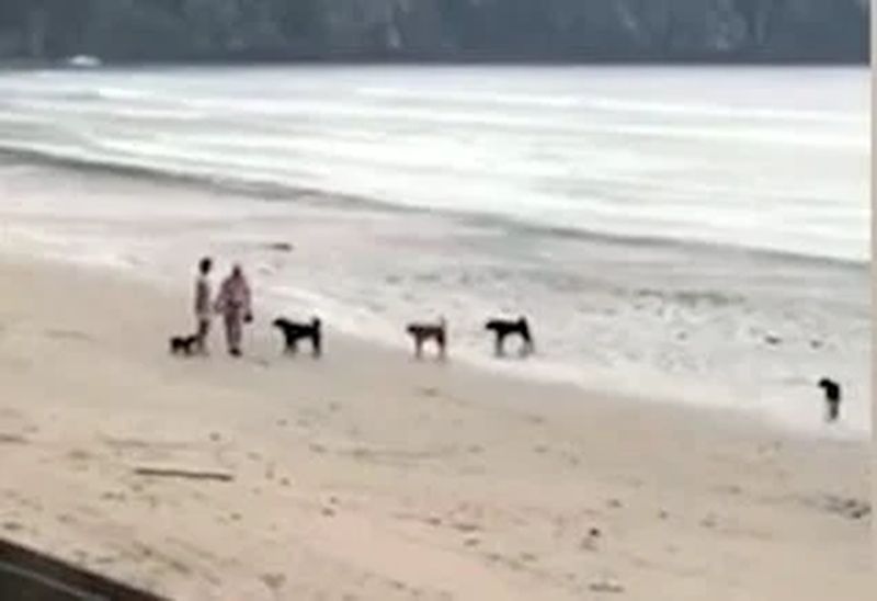Am Strand von Ao Nang in der Provinz Krabi hat es weitere Dramen mit streunenden Hunden gegeben. Ein Rudel streunender Hunde hat zwei ausländische Touristen am Strand eingeschüchtert, berichtete The Phuket Express gestern. Das Paar ging mit seinem Hund am Strand spazieren, als das Rudel von fünf bis sechs Streunern sie aggressiv anbellte.
