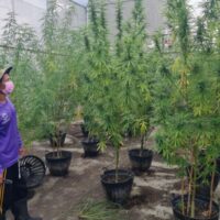 Gemeinschaftsunternehmen, die Cannabis auf Plantagen in Nakhon Ratchasima anbauen, fordern die nächste Regierung unter Führung der Move Forward Partei (MFP) auf, nur Cannabisblüten als Betäubungsmittel einzustufen.