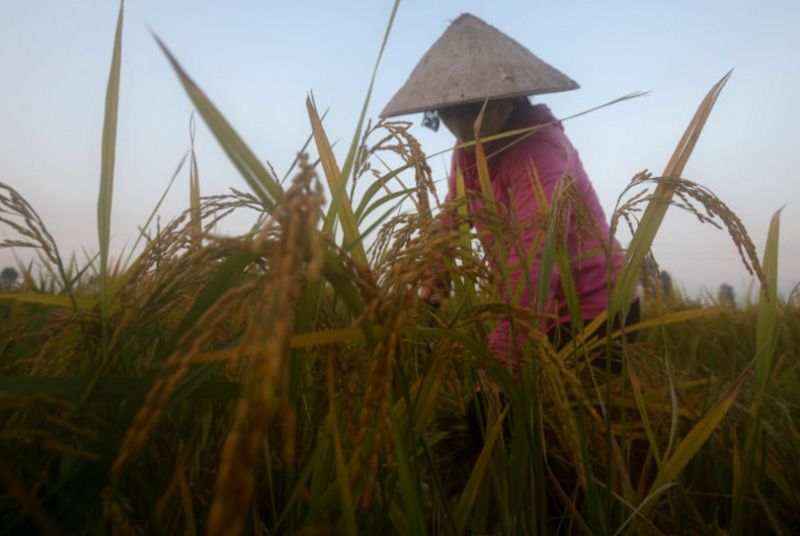 Vietnam will seine Reisexporte bis 2030 von 7,1 Millionen Tonnen im Jahr 2022 auf 4 Millionen Tonnen pro Jahr reduzieren, erklärte die Regierung in einem Dokument, in dem ihre Reisexportstrategie detailliert beschrieben wird. Vietnam will seine Reisexporte bis 2030 von 7,1 Millionen Tonnen im Jahr 2022 auf 4 Millionen Tonnen pro Jahr reduzieren, erklärte die Regierung in einem Dokument, in dem ihre Reisexportstrategie detailliert beschrieben wird.