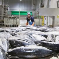 Die Thai Union Group (TU), als einer der weltweit größten Verarbeiter von Meeresfrüchten, sieht nach einem Einbruch im ersten Quartal 2023 Anzeichen einer Umsatzerholung. Das Unternehmen meldete am Freitag einen Umsatz von 32,7 Milliarden Baht im ersten Quartal, ein Rückgang von 10 % gegenüber einem hohen Ausgangswert im gleichen Zeitraum des Vorjahres.