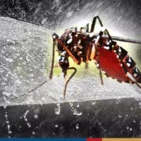 Thailand hat in diesem Jahr bisher 15.399 Dengue Fieber Patienten registriert und es wird erwartet, dass die Zahl während der Regenzeit noch weiter ansteigt, warnt das Department of Disease Control (DDC). Dr. Tares Krassanairawiwong, der Generaldirektor des DDC sagte am Freitag, dass es im vergangenen Jahr im Vergleich dazu nur 2.942 Dengue Fieber Patienten gab.