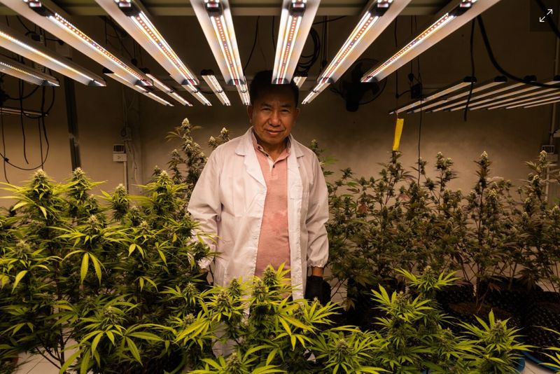 Vier Jahre nachdem die Bhumjaithai Partei fast vier Millionen Stimmen für ihr Gelübde zur Entkriminalisierung von Cannabis gewonnen hatte – und dies dann als drittgrößter Block in einer vom Militär unterstützten Regierung durchführte – hat sich das Blatt gewendet: Die meisten Parteien, die an den nationalen Wahlen am Sonntag teilnehmen, rufen zur Aufhebung der Maßnahme und die Beschränkung des Cannabiskonsums auf medizinische Zwecke. Vier Jahre nachdem die Bhumjaithai Partei fast vier Millionen Stimmen für ihr Gelübde zur Entkriminalisierung von Cannabis gewonnen hatte – und dies dann als drittgrößter Block in einer vom Militär unterstützten Regierung durchführte – hat sich das Blatt gewendet: Die meisten Parteien, die an den nationalen Wahlen am Sonntag teilnehmen, rufen zur Aufhebung der Maßnahme und die Beschränkung des Cannabiskonsums auf medizinische Zwecke.