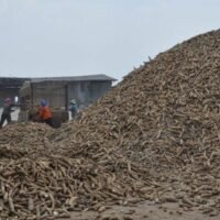 Die Nationale Antikorruptionskommission (NACC) wurde aufgefordert, das mutmaßliche Fehlverhalten des ehemaligen amtierenden Leiters der Public Warehouse Organization (PWO) in Thailand zu untersuchen, das zu Verlusten von über einer Milliarde Baht geführt hat. Der Maniok Skandal dreht sich um das Verschwinden von etwa 30.000 Tonnen Maniok, ursprünglich im Wert von 210 Millionen Baht, im Rahmen eines staatlichen Spendenprojekts im Jahr 2008.