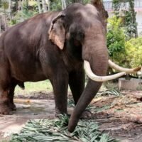 Pratu Pha, ein weiterer Elefantenbotschafter aus Thailand, wird beim Essen im Wat Sri Dalada Maligawa in Kandy City in Sri Lanka gesehen. Ein Team der Regierung möchte den Gesundheitszustand des Elefanten überprüfen, der 1988 dem Tempel geschenkt wurde, nachdem sein Jumbo-Kollege Sak Surin nach angeblicher Misshandlung und Vernachlässigung zur medizinischen Behandlung von Sri Lanka nach Thailand zurückgeführt wurde. (Foto: Chayanan Assawadhammanond)