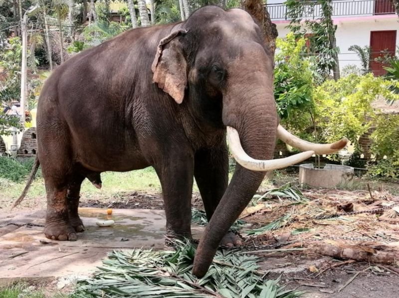 Pratu Pha, ein weiterer Elefantenbotschafter aus Thailand, wird beim Essen im Wat Sri Dalada Maligawa in Kandy City in Sri Lanka gesehen. Ein Team der Regierung möchte den Gesundheitszustand des Elefanten überprüfen, der 1988 dem Tempel geschenkt wurde, nachdem sein Jumbo-Kollege Sak Surin nach angeblicher Misshandlung und Vernachlässigung zur medizinischen Behandlung von Sri Lanka nach Thailand zurückgeführt wurde. (Foto: Chayanan Assawadhammanond)