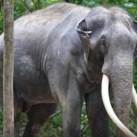 Sak Surin, der kranke Elefant, der gestern (Sonntag) aus Sri Lanka zurückgekehrt ist, verbrachte seine erste Nacht in Thailand damit, alle 5 bis 10 Minuten nach Futter zu schreien, während er unter den wachsamen Augen der Mahouts stand, die ihn auf seiner Reise zum Naturschutzzentrum in die Provinz Lampang begleiteten.