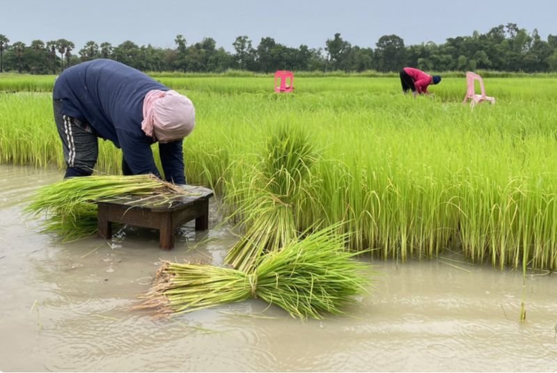 Ein Vorschlag der thailändischen Behörden, dass Landwirte den Reisanbau reduzieren sollen, um nach schwachen Regenfällen Wasser zu sparen, stellt eine neue Bedrohung für die weltweite Versorgung dar, nachdem Indien einige Getreidelieferungen verboten hat. Ein Vorschlag der thailändischen Behörden, dass Landwirte den Reisanbau reduzieren sollen, um nach schwachen Regenfällen Wasser zu sparen, stellt eine neue Bedrohung für die weltweite Versorgung dar, nachdem Indien einige Getreidelieferungen verboten hat.