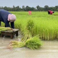 Die Regierung hat versprochen, den Landwirten zu erlauben, ihre Sor Por Kor 4-01 Papiere Anfang nächsten Jahres in Eigentumsurkunden für mehr als 22 Millionen Rai Land umzuwandeln.