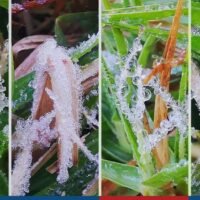 Besucher des Doi Inthanon Berges in Chiang Mai wurden an einem sehr kühlen Dienstagmorgen mit einem atemberaubenden Anblick belohnt – einer Grasfläche, die mit einem Hauch von Raureif glitzerte