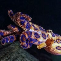 Liebhaber von Meeresfrüchten werden aufgefordert, Vorsicht walten zu lassen, da die Zahl der Vorkommen des gefährlichen Blauringkraken in Lebensmitteln zunimmt, sei es in Grillrestaurants, auf zum Grillen zubereiteten Spießen oder sogar auf Sushi. Aber warum gibt diese spezielle Art Anlass zur Sorge?