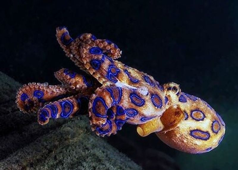 Liebhaber von Meeresfrüchten werden aufgefordert, Vorsicht walten zu lassen, da die Zahl der Vorkommen des gefährlichen Blauringkraken in Lebensmitteln zunimmt, sei es in Grillrestaurants, auf zum Grillen zubereiteten Spießen oder sogar auf Sushi.<br /> Aber warum gibt diese spezielle Art Anlass zur Sorge? Liebhaber von Meeresfrüchten werden aufgefordert, Vorsicht walten zu lassen, da die Zahl der Vorkommen des gefährlichen Blauringkraken in Lebensmitteln zunimmt, sei es in Grillrestaurants, auf zum Grillen zubereiteten Spießen oder sogar auf Sushi. Aber warum gibt diese spezielle Art Anlass zur Sorge?
