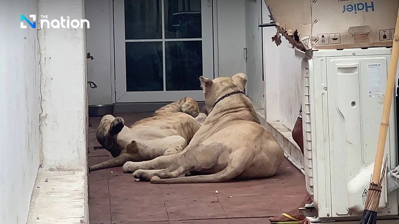 Beamte fanden zwei weiße Löwen im Alter von zehn Monaten, einen Mann und eine Frau, sowie zwei Rottweiler-Hunde in dem einstöckigen Haus, das von der 28-jährigen Jarinyaporn Kaewsai und zwei ihrer Angestellten bewohnt wurde.