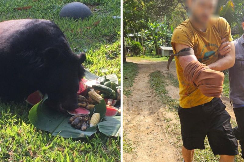 Ein Schweizer, der als Freiwilliger für eine Wildtierstiftung im Bezirk Chiang Dao in Chiang Mai arbeitet, wurde am Donnerstagnachmittag von einem asiatischen Schwarzbären schwer verletzt, als er ihn in seinem Gehege fütterte. Um sich von dem Biss zu befreien, schnitt er sich mit einem Messer den rechten Arm auf.