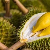 Es wird erwartet, dass in diesem Jahr mehr vietnamesischer Durian nach China exportiert wird und der thailändischen Durian einen beträchtlichen Marktanteil wegnimmt. Laut einem Regierungsbeamten soll der Export von vietnamesischem Durian nach China in diesem Jahr volumenmäßig zunehmen und einen Wert von 3,42 Milliarden US-Dollar erreichen.