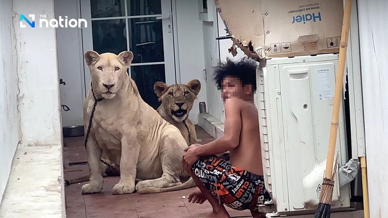 Die Polizei von Chonburi und Beamte des Ministeriums für Nationalparks, Wildtiere und Pflanzenschutz (DNP) untersuchten am Donnerstag ein Miethaus in der Soi 13 Moo 4 im Unterbezirk Huai Yai, Bezirk Bang Lamung, Provinz Chonburi, nachdem eine öffentliche Beschwerde über frei herumlaufende Haustierlöwen eingegangen war.
