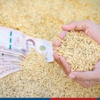 Charoen Laothamatas, Präsident der Thai Rice Exporters Association, sagte gestern am Dienstag, dass die Reisexporte im November 1,007 Millionen Tonnen im Wert von 23,01 Milliarden Baht erreichten, was einem Anstieg von 19,9 % bzw. 23,3 % im Vergleich zum Oktober entspricht.