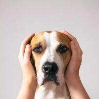 Während das Neujahrsfeuerwerk die Feiernden in seinen Bann zieht, verängstigt es ihre Hunde und Katzen zu Hause, da viele davon weggelaufen sind, was dazu führte, dass einige besorgte Besitzer Nachrichten auf der Webseite der Watchdog Thailand Foundation (WTF) posteten, um bei der Suche nach ihnen zu helfen, so die Zeitung Thai Rath.