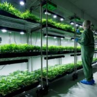 Deutschland hat sich gestern am Freitag der kleinen Gruppe von Ländern und Gerichtsbarkeiten angeschlossen, die Cannabis legalisiert haben, als der Bundestag ein Gesetz verabschiedete, das es Einzelpersonen und freiwilligen Vereinigungen erlaubt, begrenzte Mengen der Droge anzubauen und zu besitzen. Ziel sei es, den Schwarzmarkt einzudämmen und die Gesundheit junger Menschen zu schützen, sagt der Gesundheitsminister