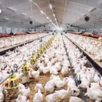 Thailand exportierte im vergangenen Jahr über 100.000 Tonnen Hühnerfleisch im Wert von über 100 Milliarden Baht und ist damit nach Brasilien und den Vereinigten Staaten der drittgrößte Exporteur der Welt.