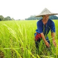 Nach den Angaben des Außenhandelsministeriums wird für dieses Jahr ein Rückgang der Reisexporte Thailands um 14,4 % erwartet, was auf eine Kombination aus reduzierter Produktion und verstärktem globalen Wettbewerb zurückzuführen ist. Der Generaldirektor der Abteilung, Ronnarong Phoolpipat, gab bekannt, dass die Schätzung von 7,5 Millionen Tonnen Reisexporten in diesem Jahr gemeinsam mit der Thai Rice Exporters Association erstellt wurde.