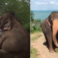 Die Elefantin ist berühmt geworden, nachdem ihr Mahout ein Video gepostet hat, in dem sie sich am Strand entspannt und auf das Meer und den Himmel blickt. Der Clip ging viral und thailändische Internetnutzer nannten sie „Indy Jumbo“, da sie die Natur liebt und tut, was sie will.