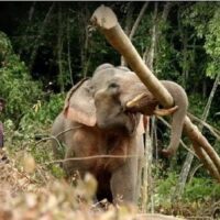 In einem aktuellen Interview wurden Bedenken hinsichtlich des Wohlergehens domestizierter Elefanten laut. Diese sanften Riesen, die seit der Antike eine zentrale Rolle in der thailändischen Wirtschaft spielen, stehen nun vor einer Krise, die ihre Existenz bedroht.