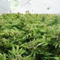 Cannabis-Anhänger bereiten sich darauf vor, gegen den Plan der Regierung zu protestieren, Cannabis als Betäubungsmittel einzustufen. Sie geloben, sich außerhalb des Gesundheitsministeriums zu versammeln, bis solide wissenschaftliche Beweise den Schritt stützen. Der stellvertretende Premierminister Anutin Charnvirakul kündigte an, dass eine formelle Studie durchgeführt werde, bevor Änderungen am rechtlichen Status von Cannabis vorgenommen würden.