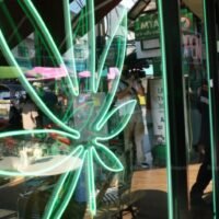 Tausenden Apotheken und damit verbundenen Unternehmen steht eine düstere Zukunft bevor, wenn die Pflanzen erneut kriminalisiert werden. Die Zukunft Tausender Cannabis-Apotheken und damit verbundener Unternehmen ist unklar, da die Regierung versucht, die Pflanze erneut zu kriminalisieren.