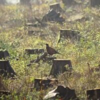 In einem Weckruf zu dringenden Maßnahmen sagte die Seub Nakhasathien Foundation gestern (2. Mai) in einem Facebook Beitrag, dass der Waldverlust in Thailand von 2023 bis 2024 auf den höchsten Stand seit einem Jahrzehnt gestiegen sei und ab 2022 um 317.819,20 Rai zurückgegangen sei, was 31,47 % der Gesamtfläche des Landes entspreche Das Gebiet werde jetzt bewaldet, sagte Amarin TV.