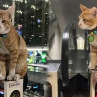 Die Flughafenbehörden in Thailand haben Tierhalter davor gewarnt, ihre Tiere unbeaufsichtigt im Flughafenbereich herumlaufen zu lassen, nachdem es kürzlich am Suvarnabhumi International Airport in Bangkok zu einem Vorfall mit einer Katze namens Nuarang gekommen ist.