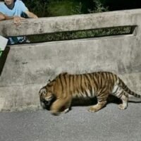 Eine Gemeinde in Westthailand wurde in Alarmzustand versetzt, nachdem mitten in der Nacht ein Tiger auftauchte und offenbar Anwohner angriff. Der Vorfall ereignete sich in den frühen Morgenstunden des 16. Mai, als ein Tigerjunges in einem Wohngebiet von Bang Pakong, Chachoengsao, gesichtet wurde, was zu Chaos führte und eine dringende Reaktion der örtlichen Behörden und Rettungsteams auslöste.
