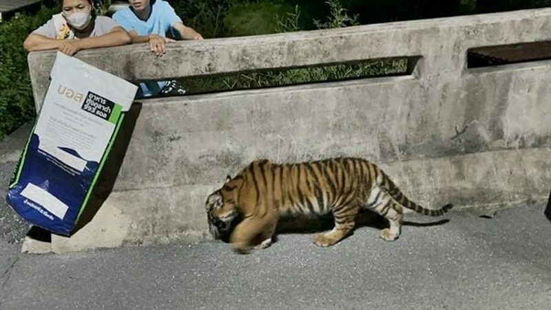 Eine Gemeinde in Westthailand wurde in Alarmzustand versetzt, nachdem mitten in der Nacht ein Tiger auftauchte und offenbar Anwohner angriff. Der Vorfall ereignete sich in den frühen Morgenstunden des 16. Mai, als ein Tigerjunges in einem Wohngebiet von Bang Pakong, Chachoengsao, gesichtet wurde, was zu Chaos führte und eine dringende Reaktion der örtlichen Behörden und Rettungsteams auslöste.