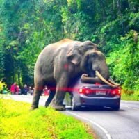 Laut einem Bericht des Ministeriums für Nationalparks, Wildtiere und Pflanzenschutz des Landes ist Thailand mit einem alarmierenden Anstieg wilder Elefantenangriffe konfrontiert, die seit 2018 zu mindestens 150 Todesfällen und über 133 Verletzten geführt haben. Viele Opfer waren Touristen in Südthailand.