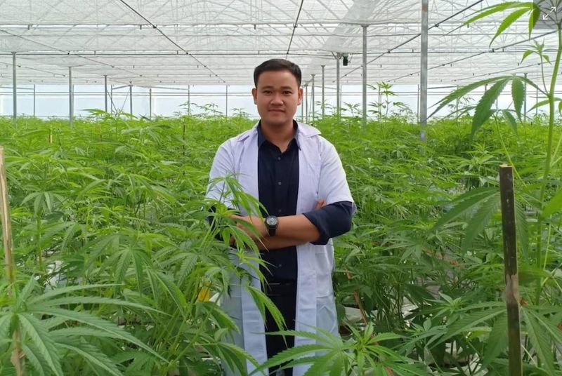 Der Gesundheitsminister sagt, dass der Cannabiskonsum unter jungen Erwachsenen im Vergleich zu vor zwei Jahren vor der Entkriminalisierung inzwischen zehnmal höher sei, und er ist davon überzeugt, dass der Plan der Regierung, Cannabis wieder als Betäubungsmittel einzustufen, auf wissenschaftlichen Überlegungen beruhen muss.