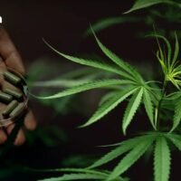 Der Verband der Hanf- und Cannabisindustrie hat davor gewarnt, dass Betreiber in CBD-bezogenen Branchen Gesamtinvestitionen in Höhe von über 10 Milliarden Baht verlieren könnten, wenn die Regierung den Plan umsetzt, Cannabis und Hanf wieder als Rauschpflanzen einzustufen.