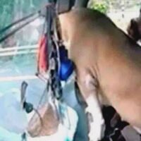Ein hitziger Vorfall von Aggression im Straßenverkehr nahm eine unerwartete Wendung, als zwei Pitbull-ähnliche Hunde eingriffen und die Situation retteten. Ein virales Video, das in den sozialen Medien kursiert, fängt die dramatische Begegnung zwischen zwei LKW-Fahrern ein, die sich gestern auf einer viel befahrenen Straße in Thailand ereignete.