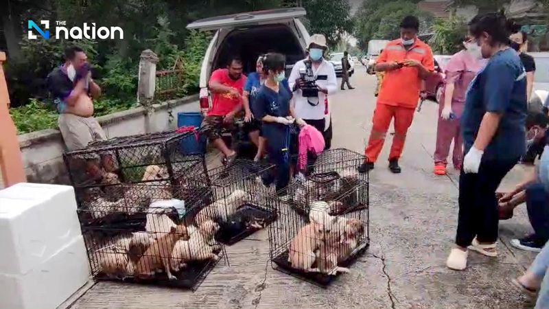 28 Hunde, die tagelang ohne Futter in einem Haus in Bangkok eingesperrt aufgefunden wurden, nachdem ihr Besitzer offenbar an Begleiterkrankungen gestorben war, wurden am Samstag von einer Stiftung und Beamten gerettet. Stiftung rettet Hunde, nachdem Besitzer, der an Komorbiditäten litt, tot in seinem Schlafzimmer aufgefunden wurde