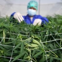 Vizepremierminister Anutin sagt, Premierminister Srettha stimmt Gesetzen zum Cannabiskonsum zu und macht möglicherweise Rückzieher bei erneuter Kriminalisierung. Thailand werde darauf hinarbeiten, den Cannabiskonsum durch Gesetze zu kontrollieren, anstatt es erneut als Betäubungsmittel einzustufen, sagte Vizepremierminister Anutin Charnvirakul und signalisierte damit eine weitere Kehrtwende in seiner Politik.