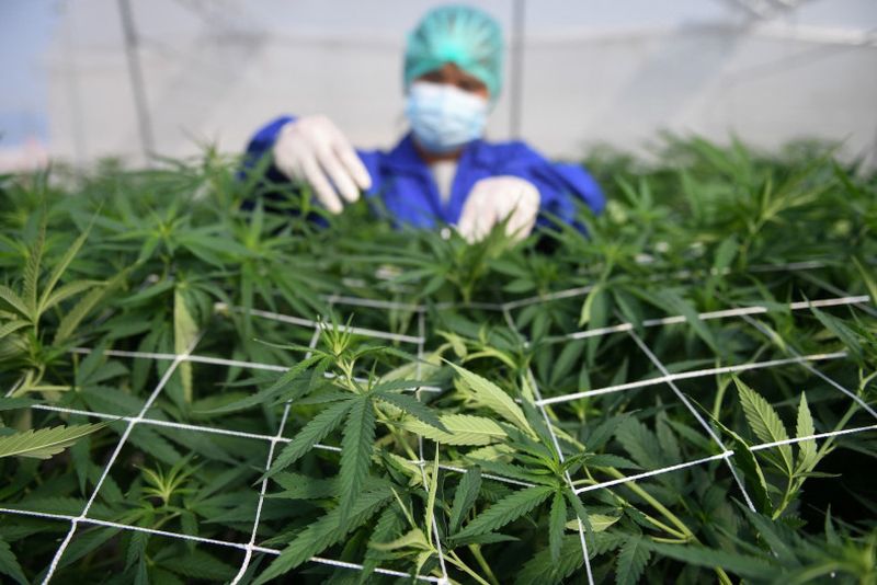 Vizepremierminister Anutin sagt, Premierminister Srettha stimmt Gesetzen zum Cannabiskonsum zu und macht möglicherweise Rückzieher bei erneuter Kriminalisierung.Thailand werde darauf hinarbeiten, den Cannabiskonsum durch Gesetze zu kontrollieren, anstatt es erneut als Betäubungsmittel einzustufen, sagte Vizepremierminister Anutin Charnvirakul und signalisierte damit eine weitere Kehrtwende in seiner Politik.