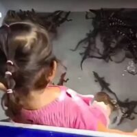 Thailändische Internetnutzer waren erstaunt über einen Videoclip, in dem ein junges Mädchen in einer Wanne mit mehreren Reptilienbabys spielt, die wie Krokodile aussehen. In dem Video, das Anfang dieser Woche viral ging, zeigte das Mädchen keine Angst vor den Reptilien, als sie ihnen nachjagte und sie beim Schwimmen in der Wanne aufhob.