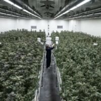 Thailands Cannabisszene wird bald viel offizieller, aber es gibt schwerwiegende Konsequenzen für diejenigen, die sich nicht an die Regeln halten. Ab dem 1. Januar 2025 haben Verbraucher zwar weiterhin Zugang zur großen Vielfalt getrockneter Blüten des Landes, aber ein Verstoß gegen wichtige Vorschriften könnte Sie in Schwierigkeiten bringen.