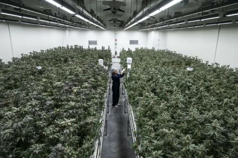 Thailands Cannabisszene wird bald viel offizieller, aber es gibt schwerwiegende Konsequenzen für diejenigen, die sich nicht an die Regeln halten. Ab dem 1. Januar 2025 haben Verbraucher zwar weiterhin Zugang zur großen Vielfalt getrockneter Blüten des Landes, aber ein Verstoß gegen wichtige Vorschriften könnte Sie in Schwierigkeiten bringen.