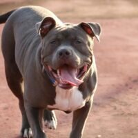 Lopburi wurde durch einen tragischen Vorfall am 30. August erschüttert, als zwei American Bully Hunde einen 18-jährigen Jungen in seinem eigenen Haus tödlich angriffen. Die Hunde lebten erst seit einer Woche beim älteren Bruder des Opfers, einem jungen Polizisten. Der Bruder, dem die Hunde seit ihrer Geburt gehörten, erzählte, dass sein jüngerer Bruder zuvor mit ihnen gespielt hatte, so dass der Grund für den brutalen Angriff ein Rätsel blieb.