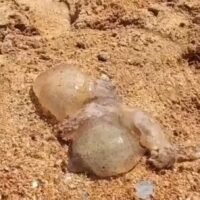 Touristen, die in Pattaya Urlaub machen, wurden gestern (28. September) gewarnt, dass Horden von Ohrenquallen den Strand von Jomtien überfallen hätten und sie in dieser Zeit beim Schwimmen im Meer vorsichtig sein sollten, berichtete Amarin TV. Im Meerwasser in der Nähe dieses Strandes wurden zahlreiche Ohrenquallen gefunden, da sie üblicherweise gegen Ende der Regenzeit, im frühen Winter oder bei Stürmen auftauchen.