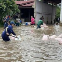 Über 300 Schweine sind auf einer Farm in der nördlichen Provinz Lampang drei Tage lang durch eine plötzliche Überschwemmung unter Wasser gestorben. Der Schaden wird auf 21 Millionen Baht geschätzt . Der Besitzer der Farm sprach über die verheerenden Auswirkungen der diesjährigen Überschwemmung.