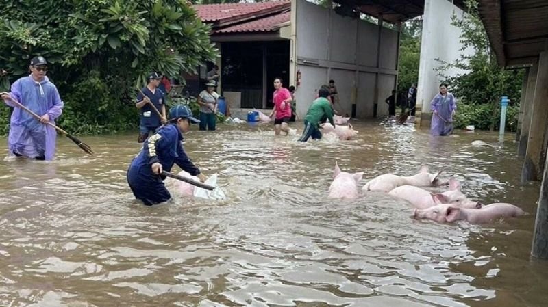Über 300 Schweine sind auf einer Farm in der nördlichen Provinz Lampang drei Tage lang durch eine plötzliche Überschwemmung unter Wasser gestorben. Der Schaden wird auf 21 Millionen Baht geschätzt . Der Besitzer der Farm sprach über die verheerenden Auswirkungen der diesjährigen Überschwemmung.