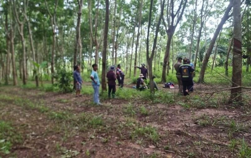 Ein 60-jähriger Kautschukzapfer wurde in Chonburi von einem wilden Elefanten zu Tode getrampelt. Der Vorfall ereignete sich am 31. August um 07:30 Uhr, als ein 60-jähriger Mann sein Leben verlor, nachdem er auf einer Kautschukplantage im Unterbezirk Khlong Phlu, Bezirk Nong Yai, Provinz Chonburi, von einem wilden Elefanten zertrampelt wurde.