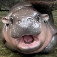 Der Khao Kheow Open Zoo hat zurückgeschlagen, nachdem ein ausländischer TikToker dem Zoo vorgeworfen hatte, das Zwergflusspferd „Moo Deng“ gefangen zu halten, und darauf bestanden hatte, dass er im Einklang mit internationalen Standards arbeite.