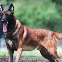 Insgesamt 64 Militärhunde der Rassen Deutscher Schäferhund und Belgischer Malinois werden am 16. November im Army Canine Centre im Bezirk Pak Chong in der Provinz Nakhon Ratchasima zur Versteigerung angeboten. Die Deutschen Schäferhunde und belgische Malinois sind keine Ausgestoßenen Hunde. Sie erfüllen aber nicht mehr die strengen Kriterien für den Wehrdienst.