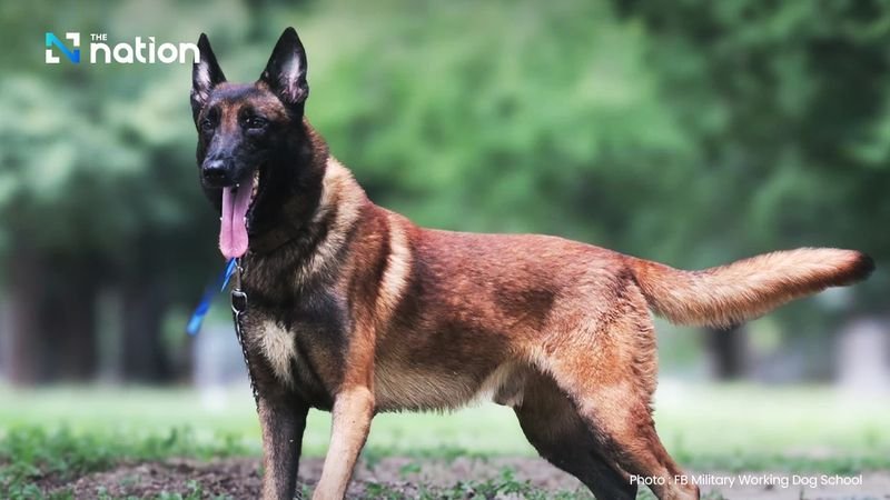 Insgesamt 64 Militärhunde der Rassen Deutscher Schäferhund und Belgischer Malinois werden am 16. November im Army Canine Centre im Bezirk Pak Chong in der Provinz Nakhon Ratchasima zur Versteigerung angeboten. Die Deutschen Schäferhunde und belgische Malinois sind keine Ausgestoßenen Hunde. Sie erfüllen aber nicht mehr die strengen Kriterien für den Wehrdienst.